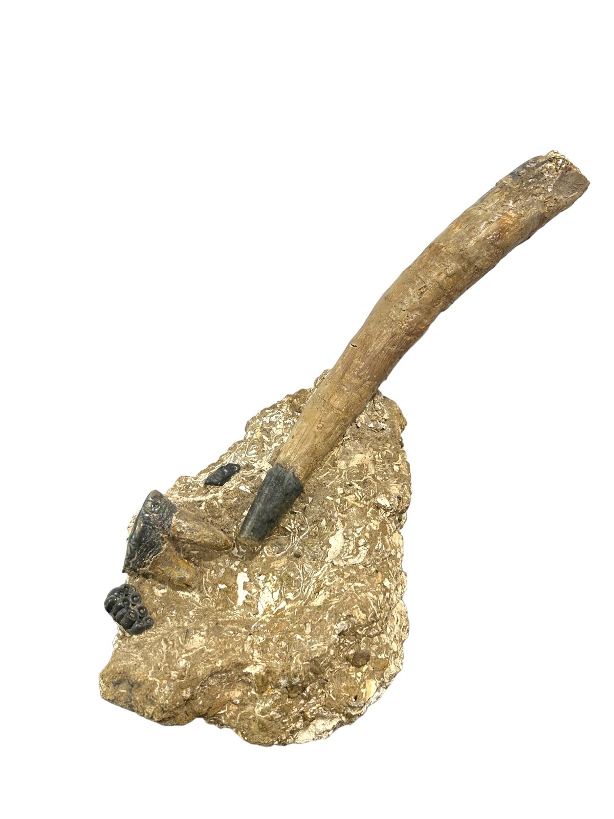 Desmostylus Teeth and Tusk Miocene Coalinga California Prehistoric Hippopotamus