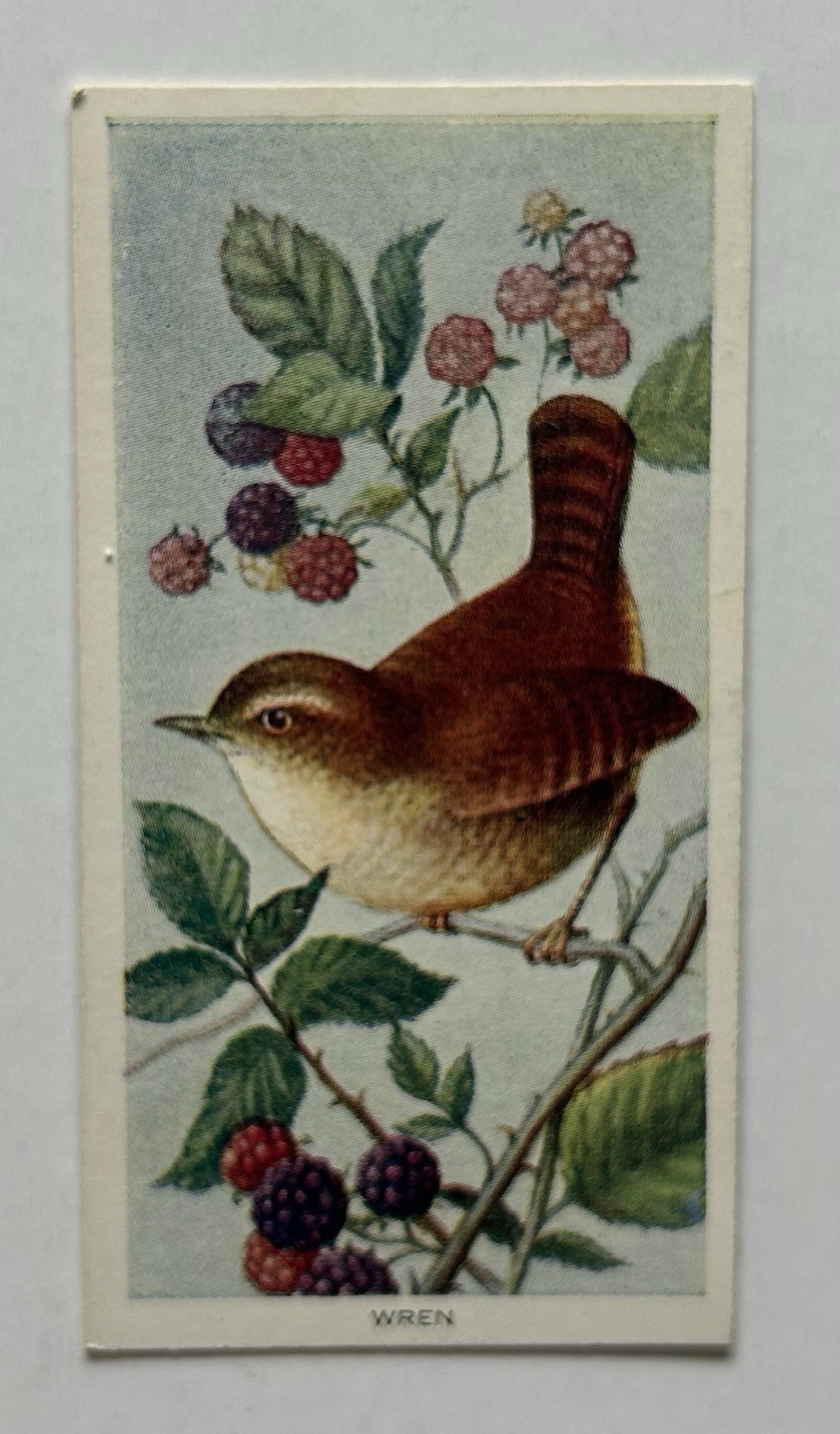 1939 Carreras Birds of the Countryside Wren Tobacco Card #49 TR14 1939 Carreras Birds of the Countryside Wren Tobacco Card #49 TR14