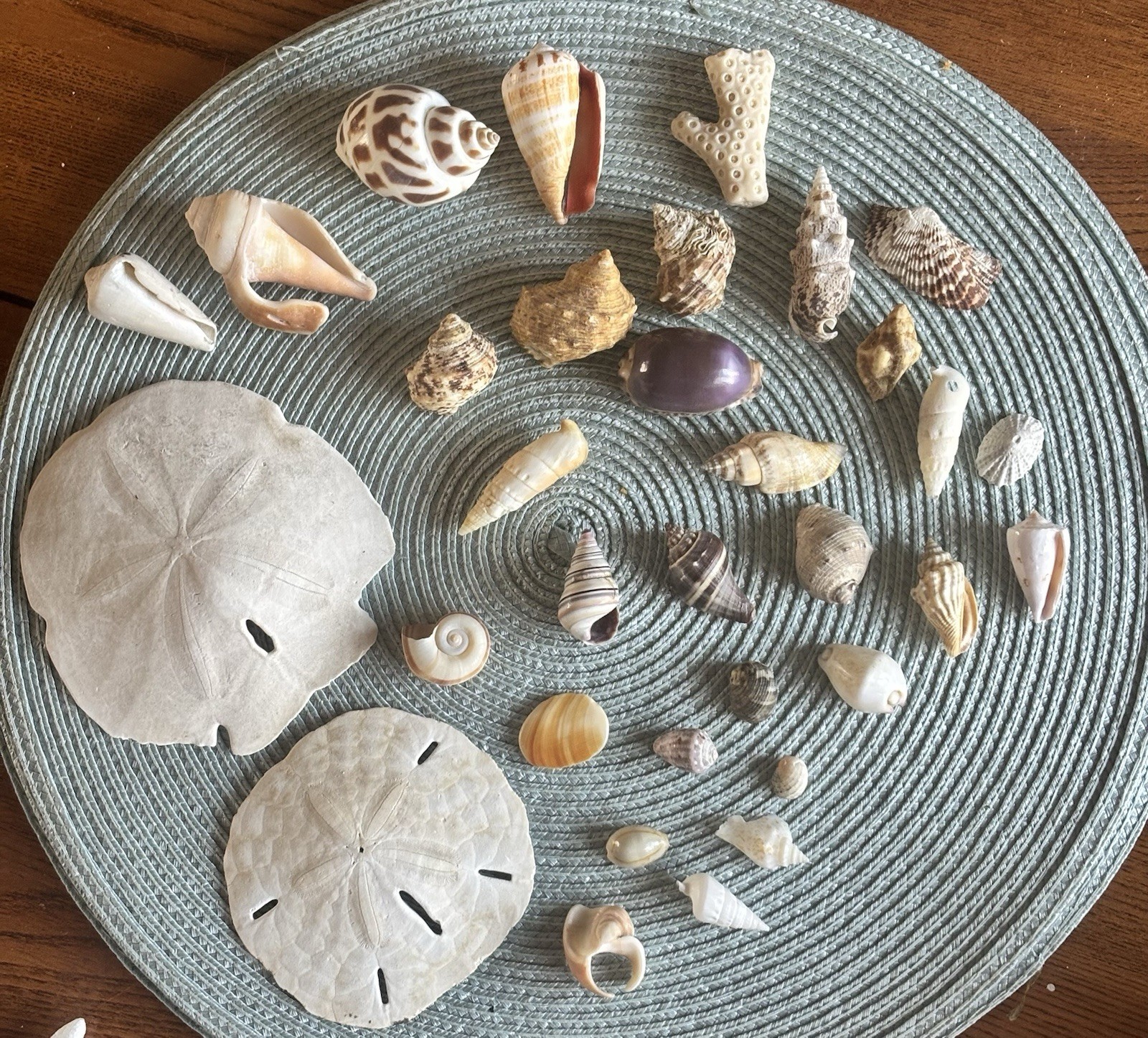 Vintage Estate Sea Shells Lot Of 33 Various Sizes And Shells