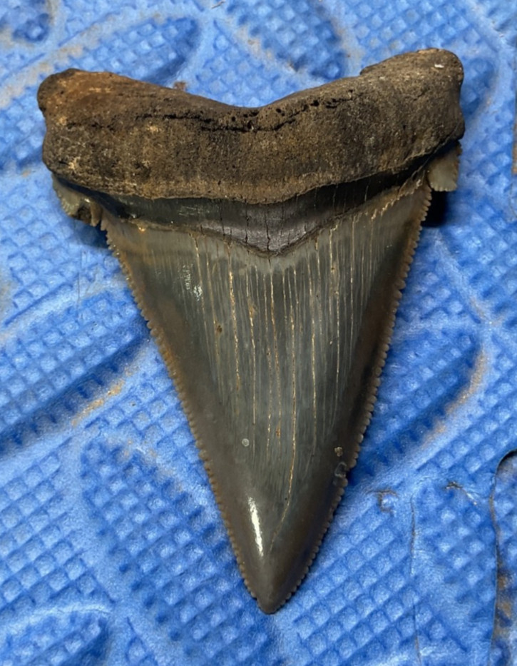 Angustidens shark tooth fossil 2.55 inch high quality from SC