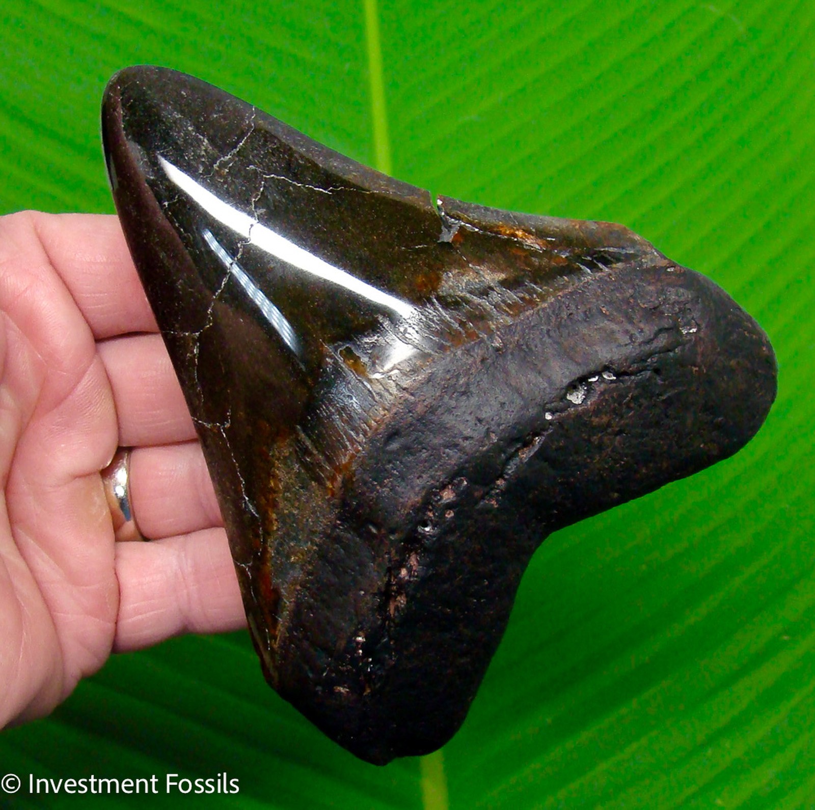 5.40” Megalodon Shark Tooth Real Fossil XL BIG  - 11.6 ounces