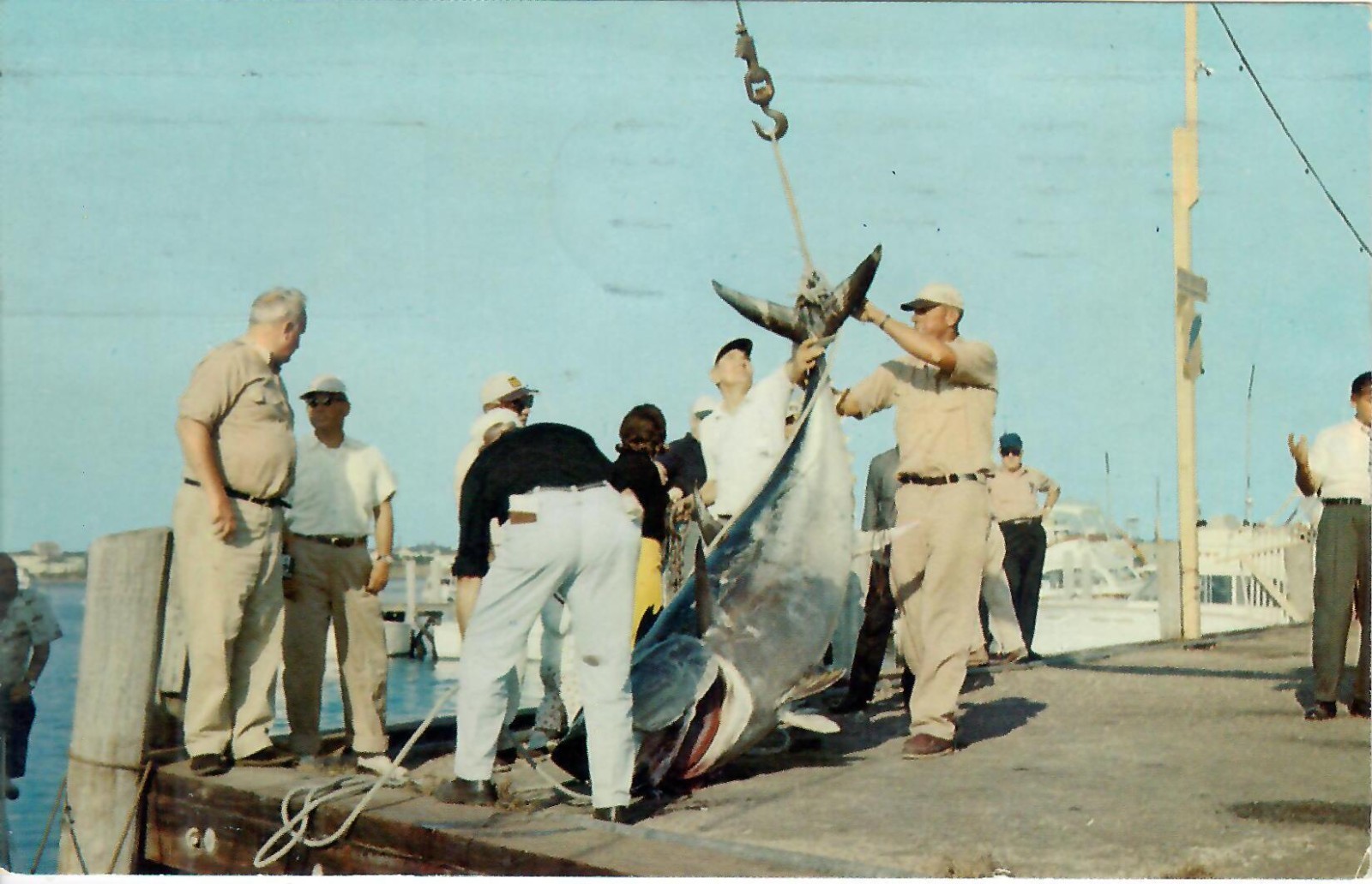Giant Bluefin Tuna Caught and Brought to Narragansett RI For Contest Weighing