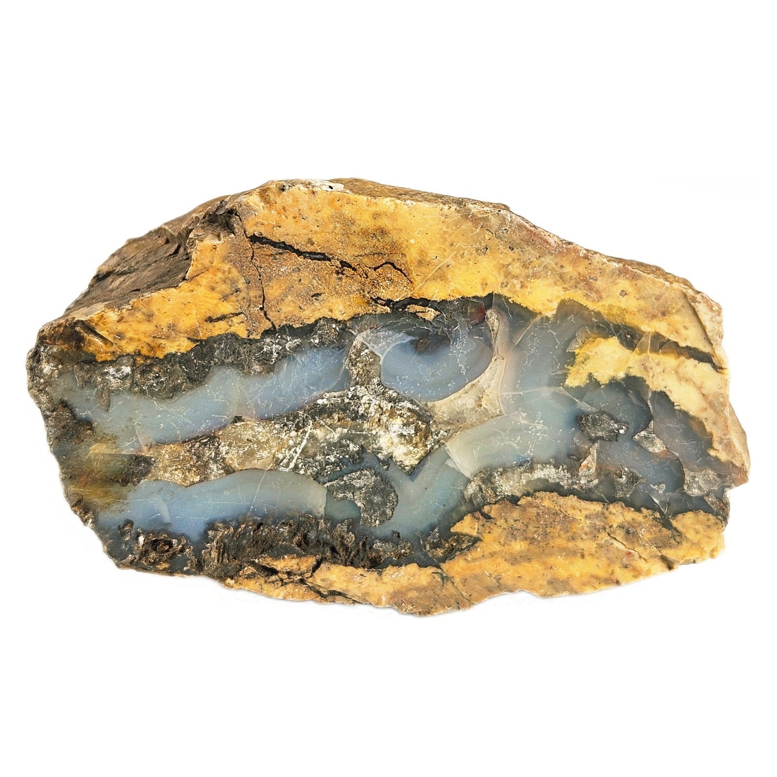 Petrified Wood South Dakota 1 lb 9 oz 5” x 3\