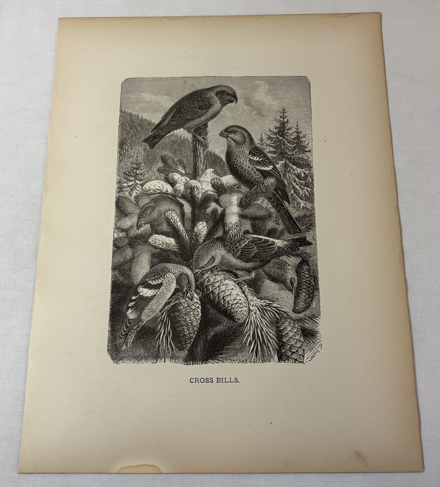 1885 print ~ CROSS BILLS Crossbills ~ 9x12