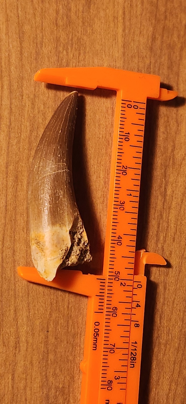 Plesiosaur Dino Tooth Fossil Plesiosaur Dino Tooth Fossil