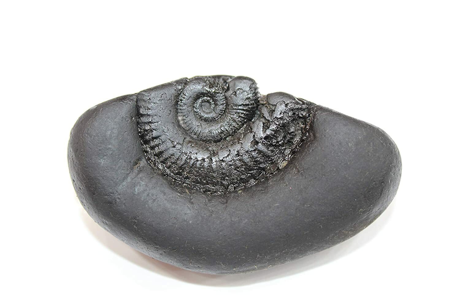 Auspicious Laxmi Kalpvriksh Sudarshan Shaligram 3 inches Gandaki River Nepal Auspicious Laxmi Kalpvriksh Sudarshan Shaligram 3 inches Gandaki River Nepal