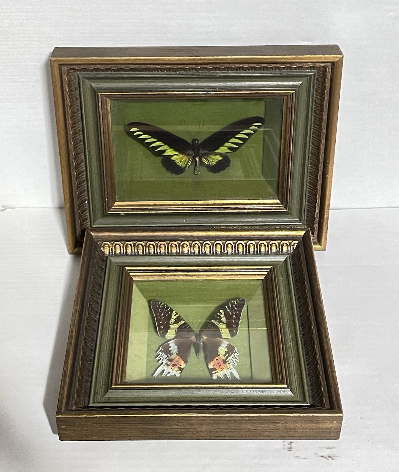 Vintage Real Butterfly Taxidermy Shadow Box Set Bio-Arts Co Entomology Oddities