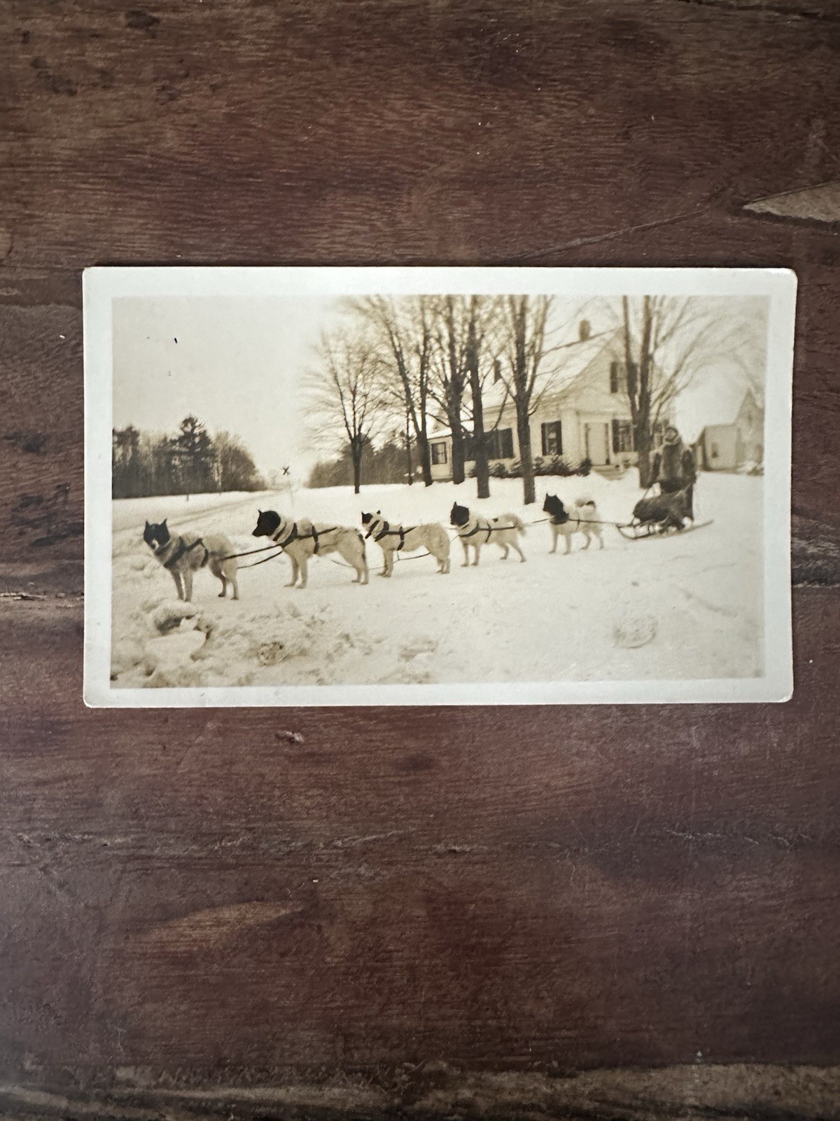 1926 Original Photograph Dog Sled Mail Team Minot Corner Maine 