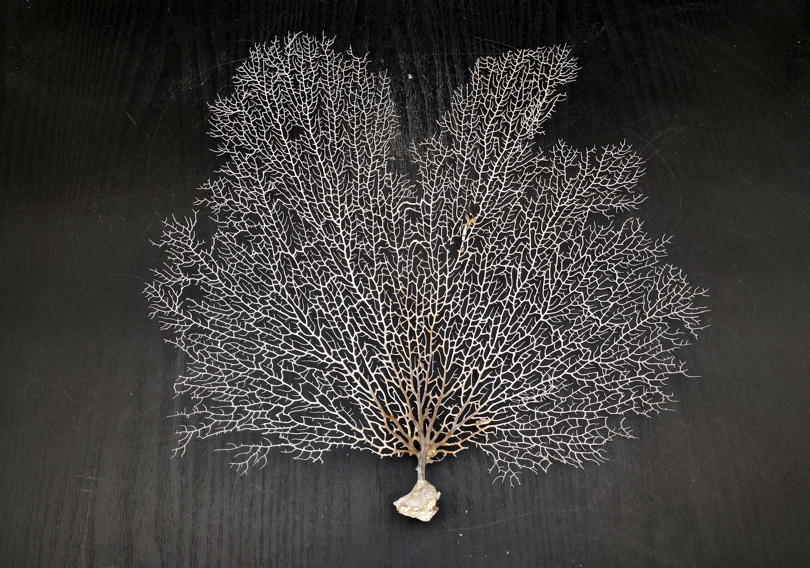 White Sea Fan Coral (1 fan approx. 12-13+ inches)