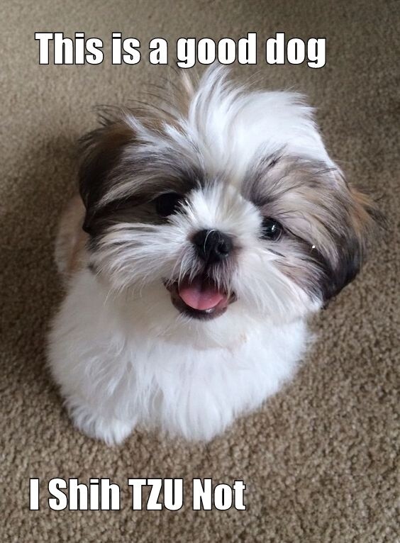 Funny dog Shih Tzu refrigerator magnet 3 1/2 X 4 1/2 Funny dog Shih Tzu refrigerator magnet 3 1/2 X 4 1/2