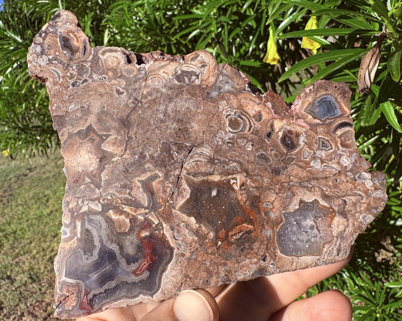 ☘️RR⛏️: Polished “Big Diggings” Agate Slab, Sunshine New Mexico, 5” ☘️RR⛏️: Polished “Big Diggings” Agate Slab, Sunshine New Mexico, 5”