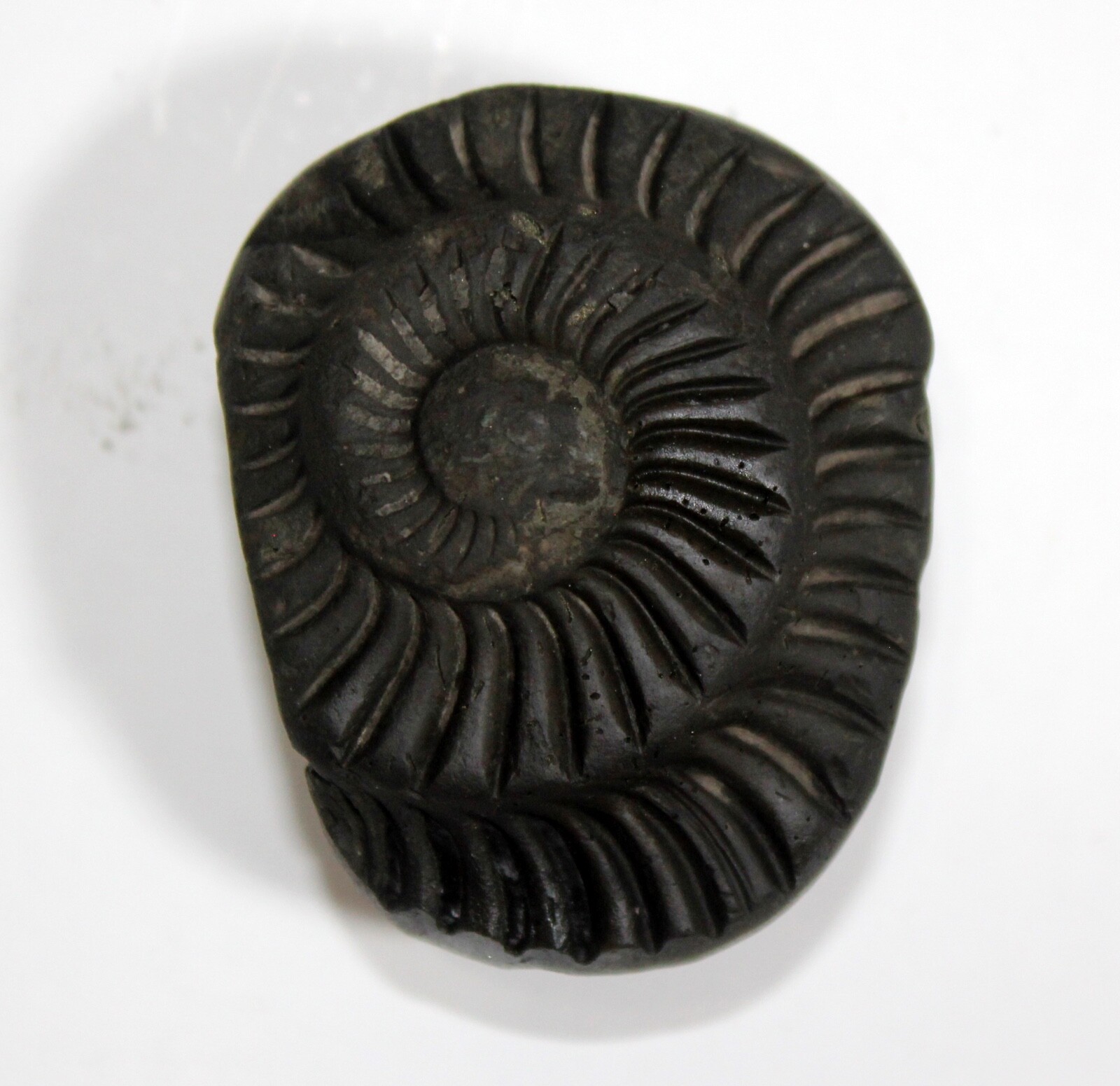 Auspicious Sudarshan Shaligram Wt-94 gram Size 2.00 inch Auspicious Sudarshan Shaligram Wt-94 gram Size 2.00 inch