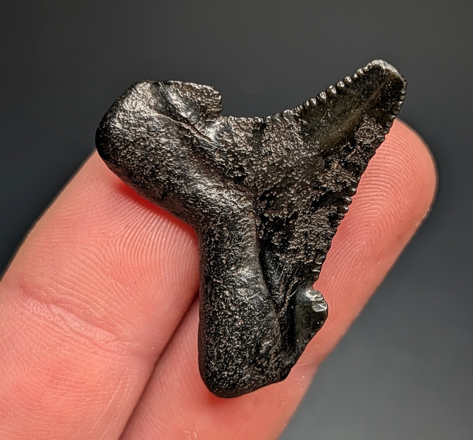 Rare Deep Green Auriculatus Shark Tooth Suwannee River FL Megalodon Ancestor