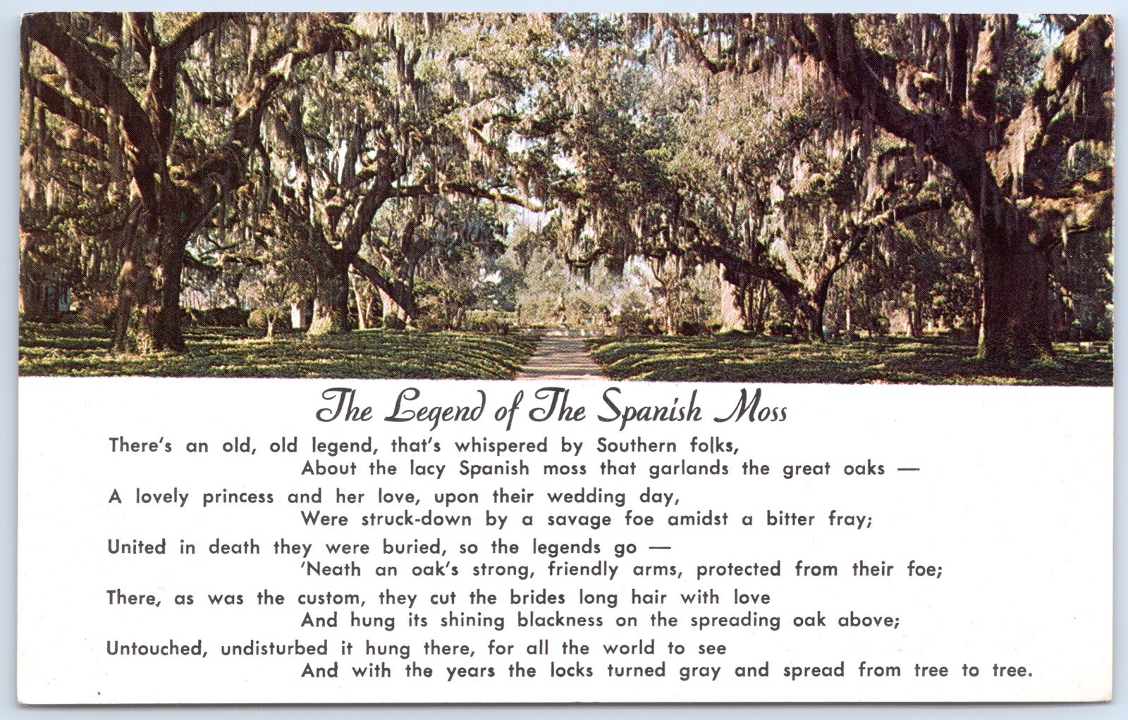 Vintage Legend of Spanish Moss Postcard