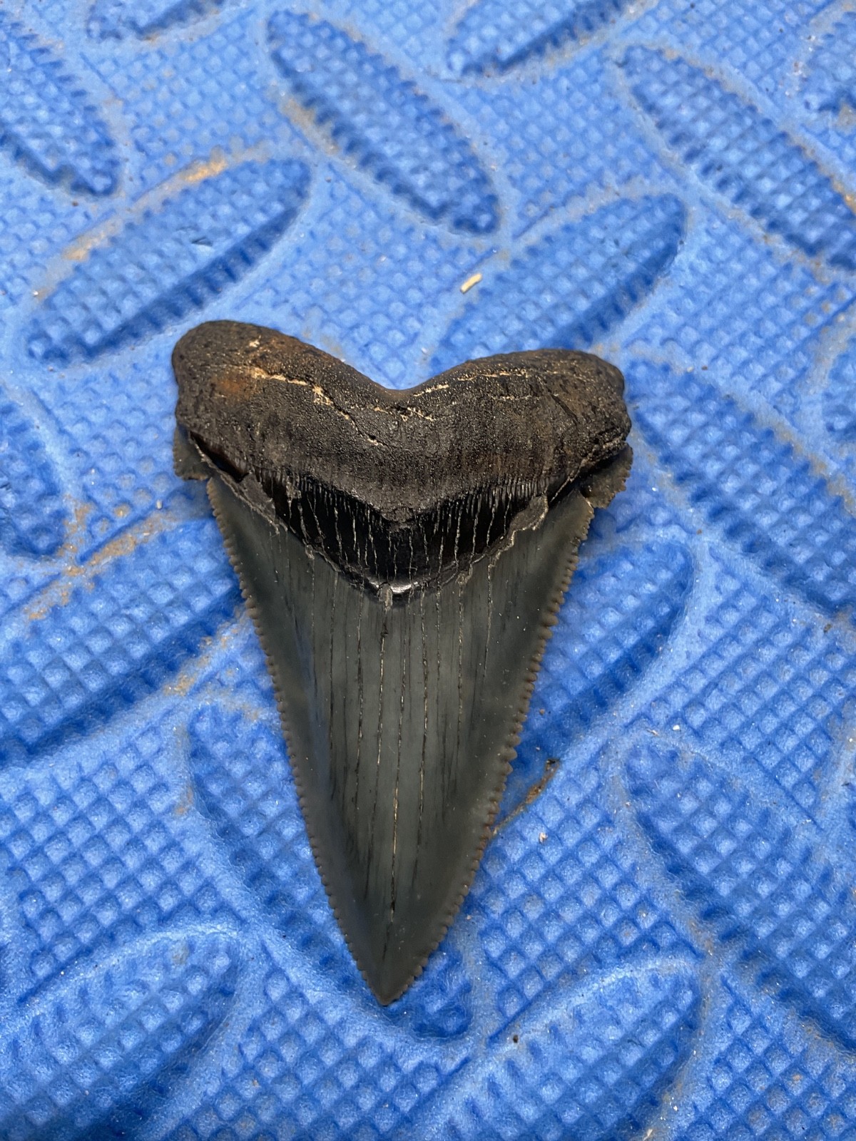 Angustidens shark tooth fossil 2.3 inch high quality from SC