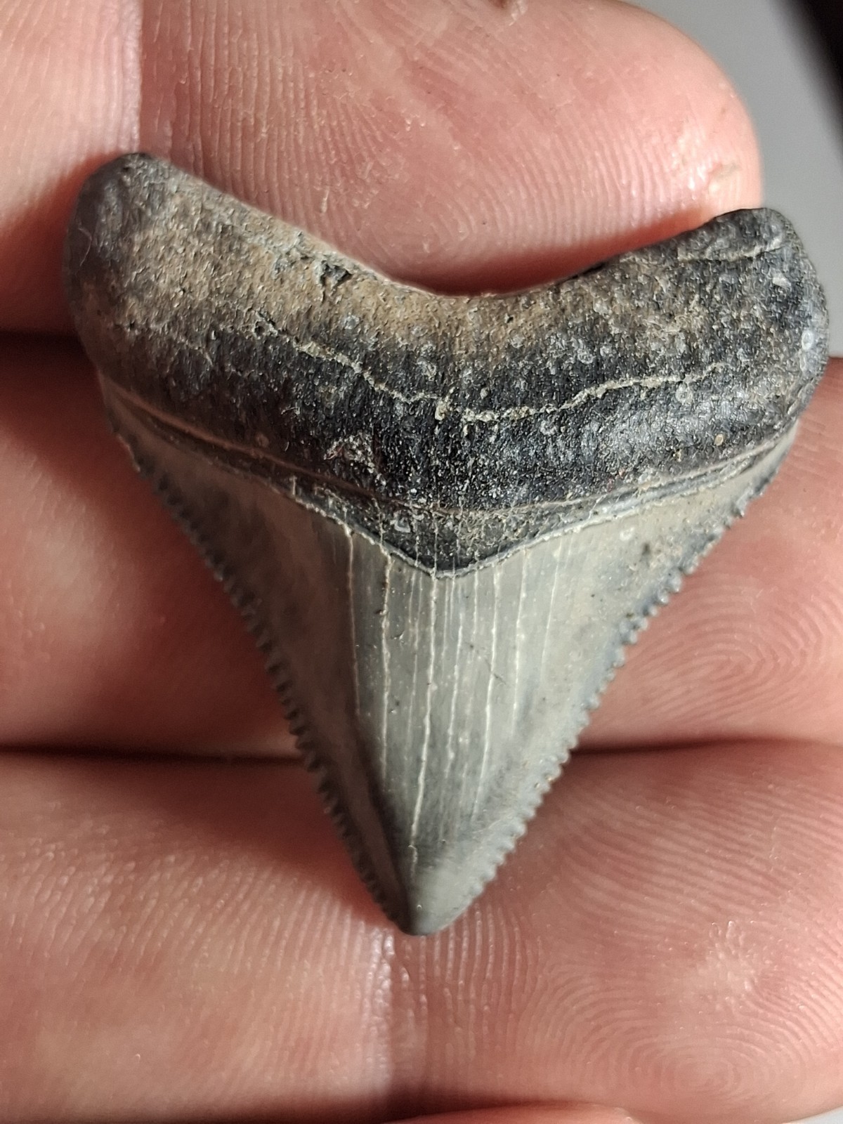 Beautiful Venice Beach Megalodon  1.39 Golden Beach