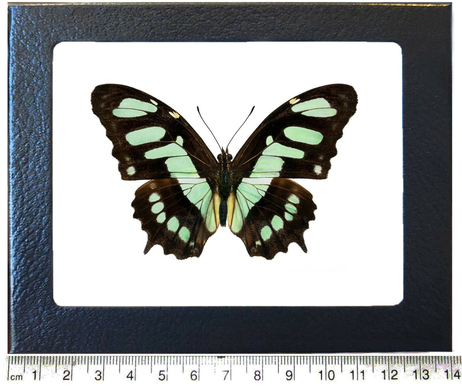 Siproeta stelenes malachite green black butterfly Peru framed