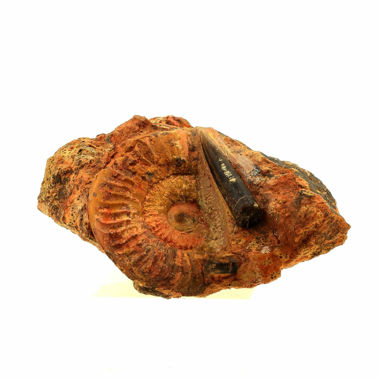 Fossil Grammoceras Penestriatulum + Belemnite. 1567.0 Ct. (6 Cm) Belmont-D'Aze