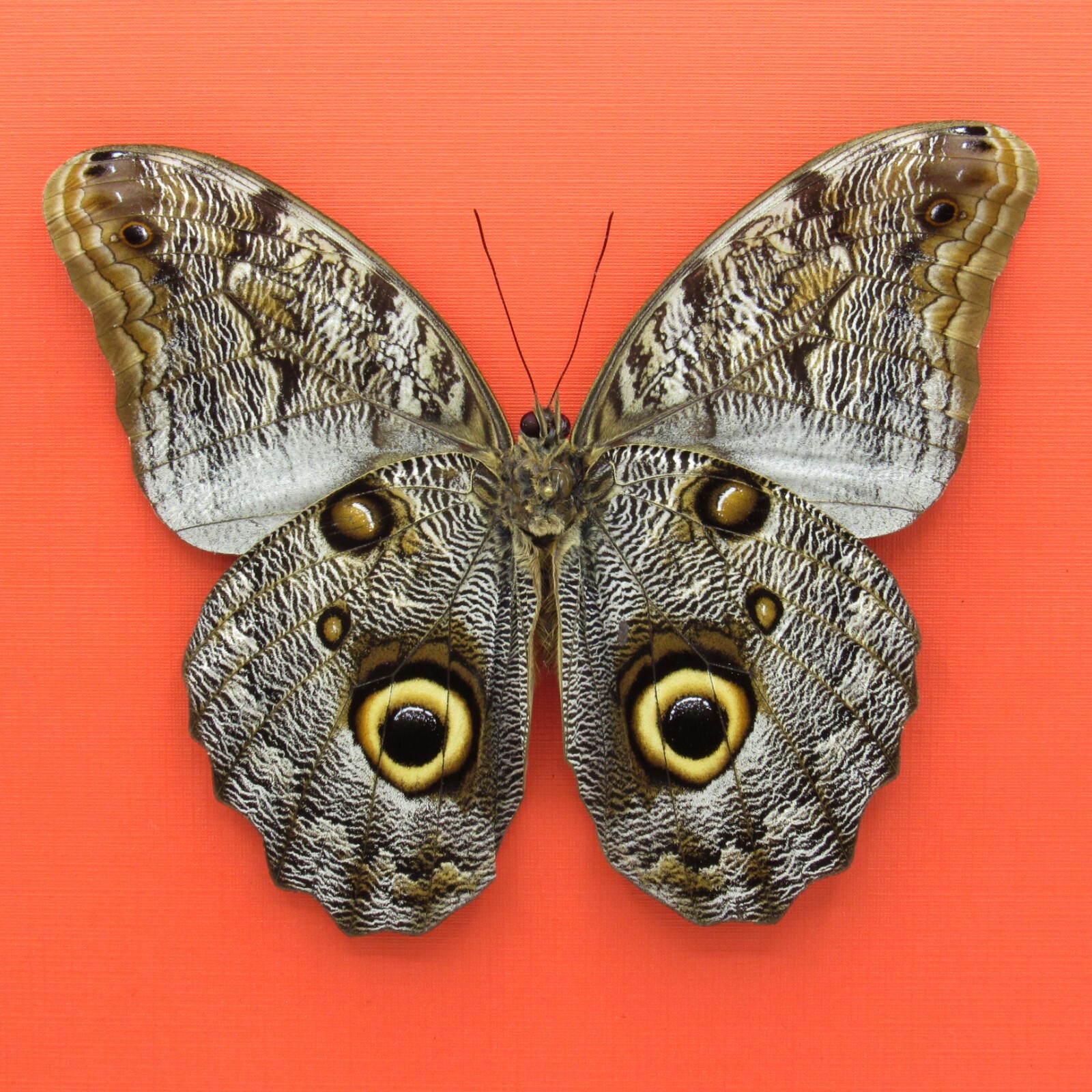 Real mounted Giant Owl butterfly - Caligo brasiliensis - A1