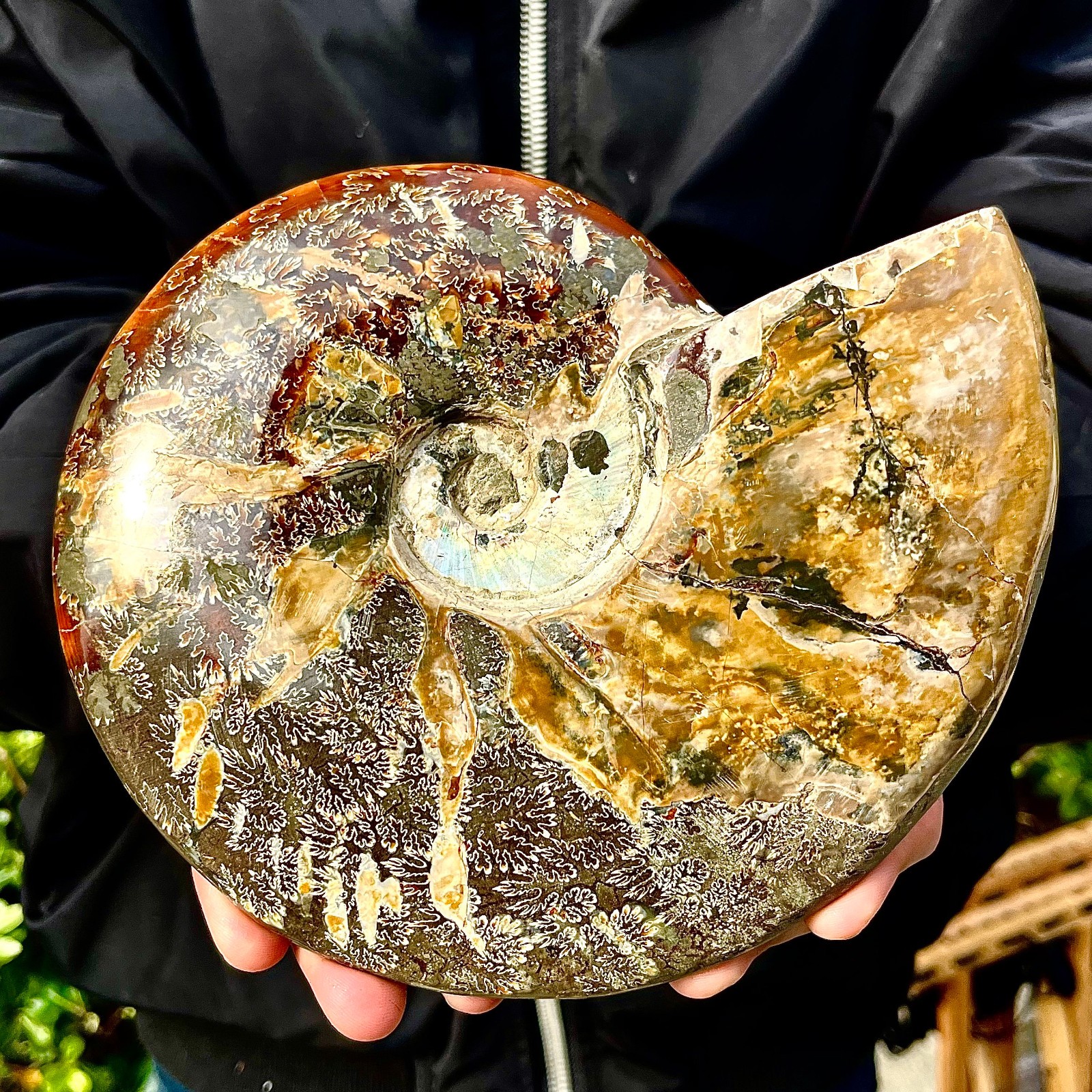 3.56LB Rare natural polished Natural conch fossil specimens of Madagascar