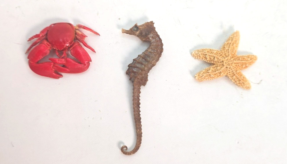 Souvenir Miniature Marine Life - Crab, Sea Horse, Star Fish Souvenir Miniature Marine Life - Crab, Sea Horse, Star Fish