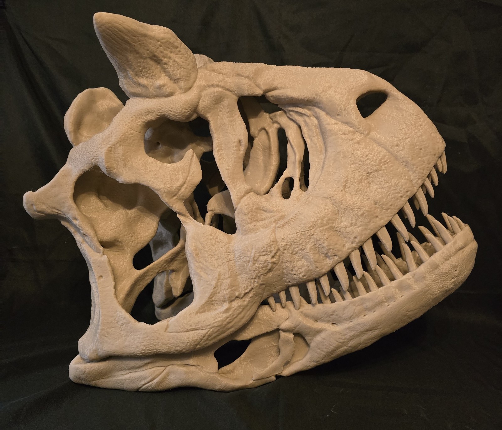 massive Life-size CARNOTAURUS skull fossil, replica ready to post. massive Life-size CARNOTAURUS skull fossil, replica ready to post.