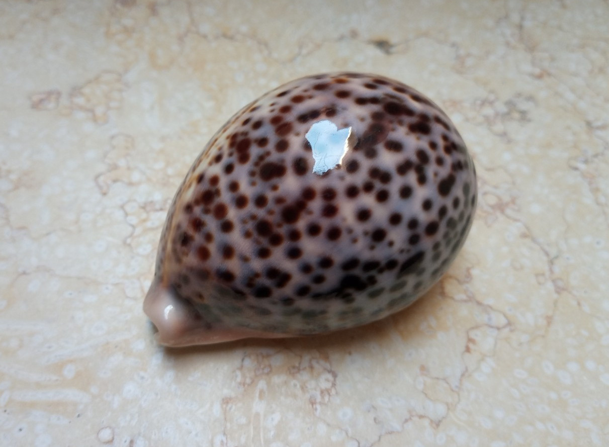 Cypraea pantherina 96.6 mm F++++F+++red sea shell HUGE size super natural glossy Cypraea pantherina 96.6 mm F++++F+++red sea shell HUGE size super natural glossy