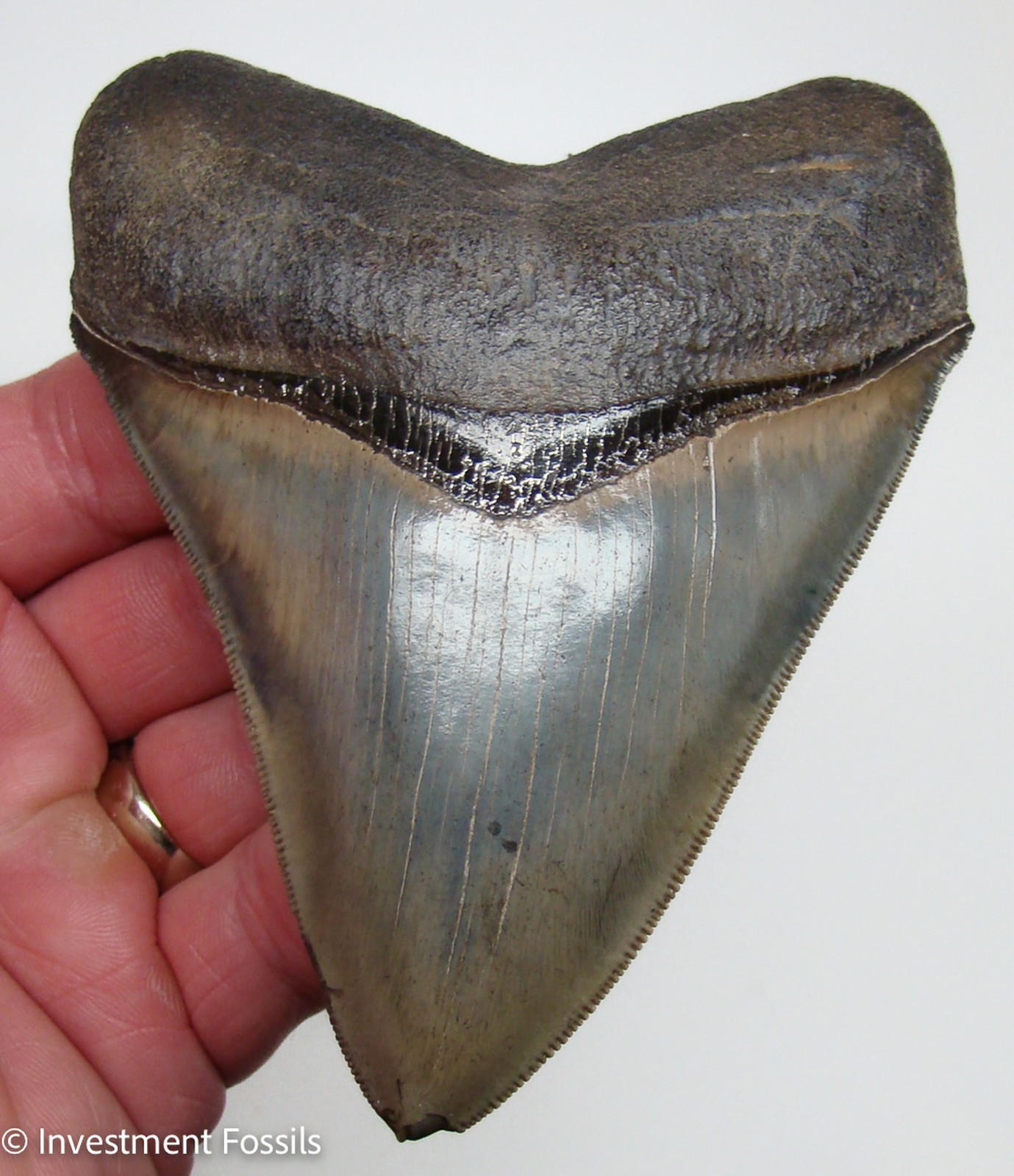 4.78 “ MEGALODON SHARK TOOTH Real Fossil - Georgia, USA - Natural GOLD PYRITE 4.78 “ MEGALODON SHARK TOOTH Real Fossil - Georgia, USA - Natural GOLD PYRITE