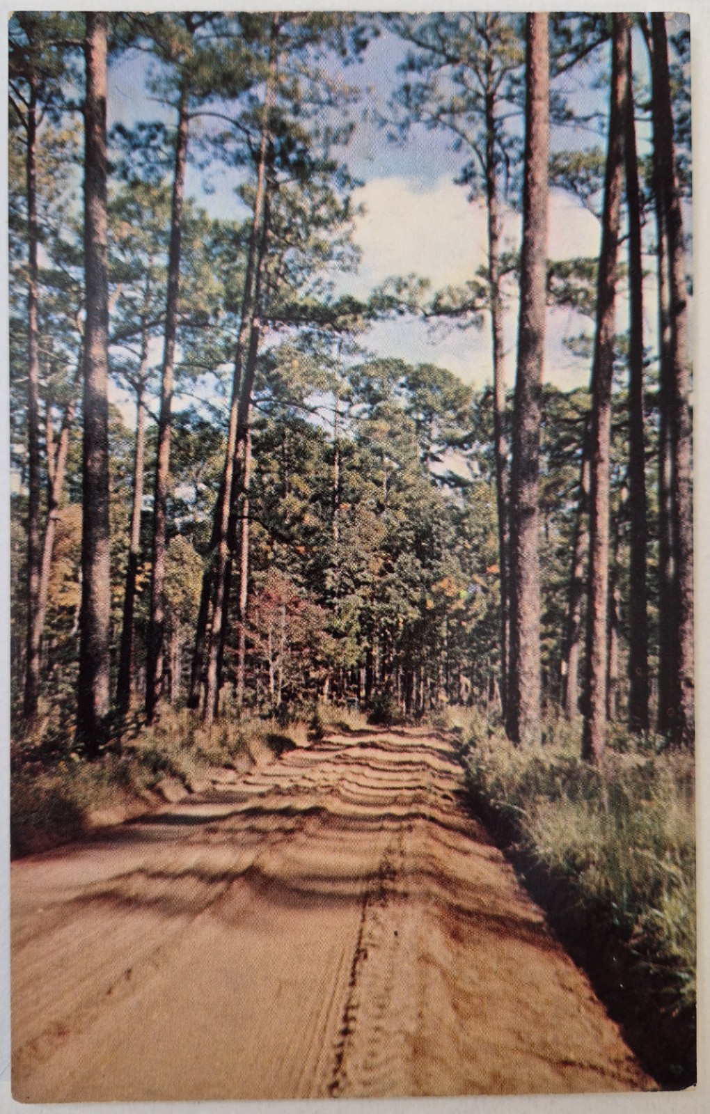 Vintage Postcard South Georgia Country Road Long Leaf Pine  AA149