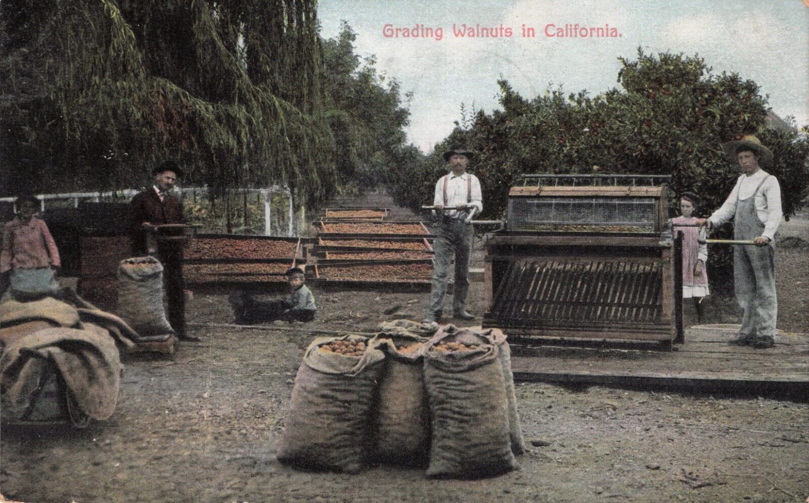 Grading Walnuts in California Vintage Postcard Postmarked 1908