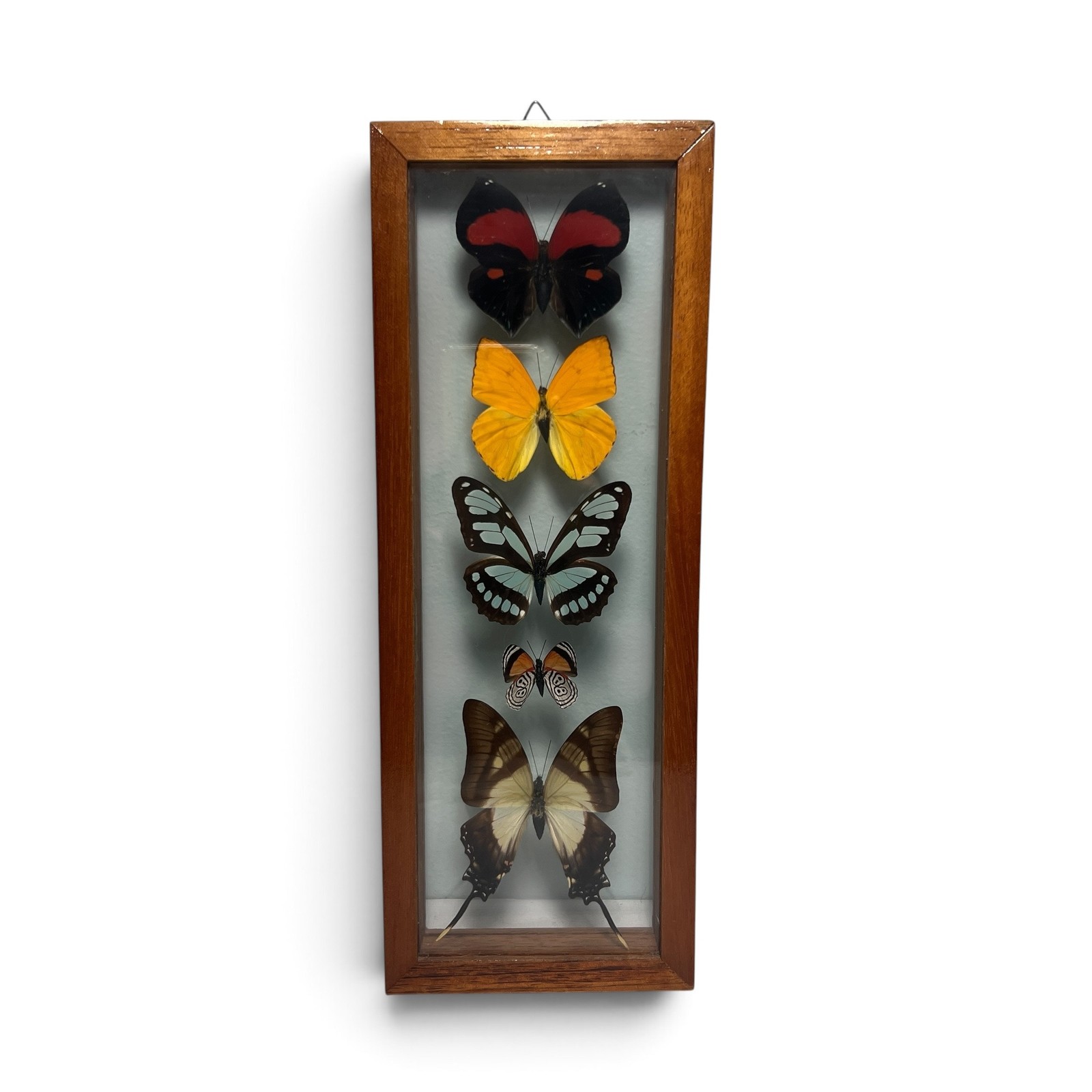 Vintage Real Butterfly Shadowbox Display Wood Frame Wall Art Taxidermy