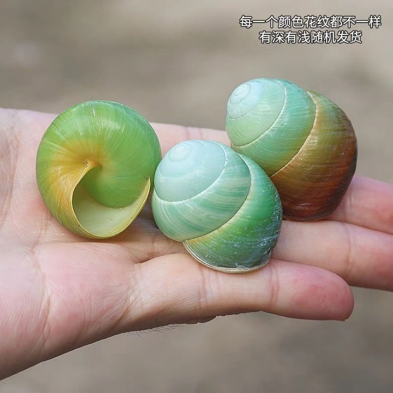 3PC 3-4CM Snail Shell Natural Shell with Natural Color Hermit Crab Replacement