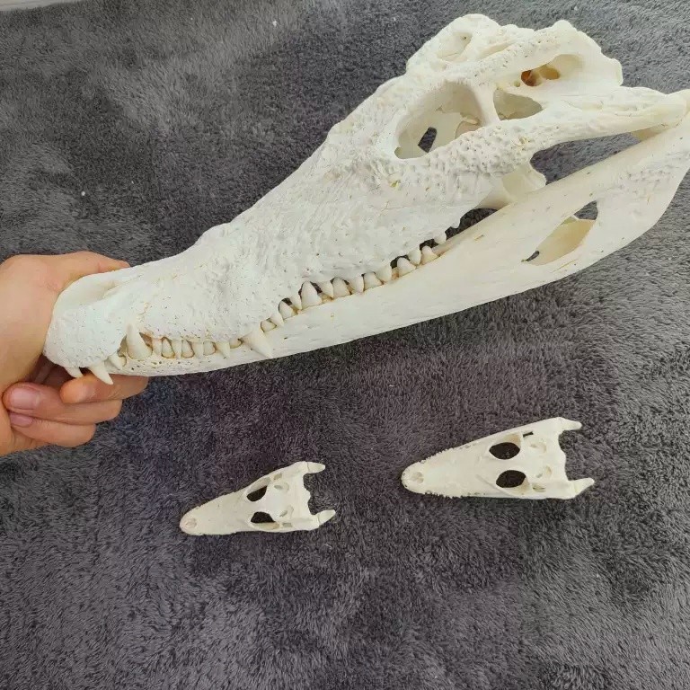 20CM Real Crocodile Head Skull Specimen Skeleton Animal Decor Collect Education 20CM Real Crocodile Head Skull Specimen Skeleton Animal Decor Collect Education