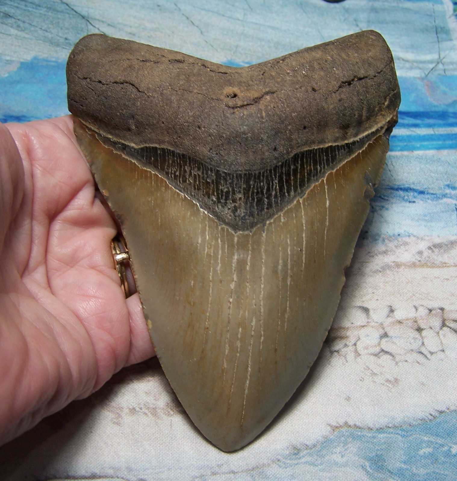 MEGALODON Shark Tooth 4 15/16\