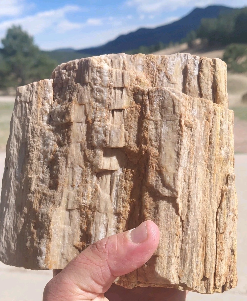 4 1/2LB Petrified Wood Tower Display W Grain Bark Quartz Pockets + Veins Display