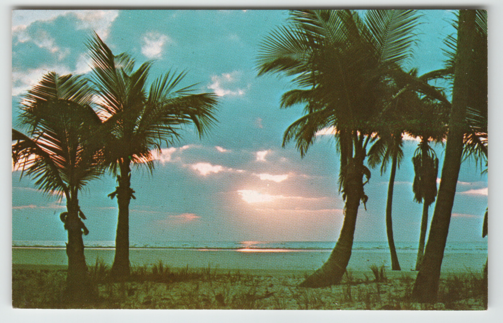 Postcard Beautiful Sunrise with Palm Trees in Florida Postcard Beautiful Sunrise with Palm Trees in Florida