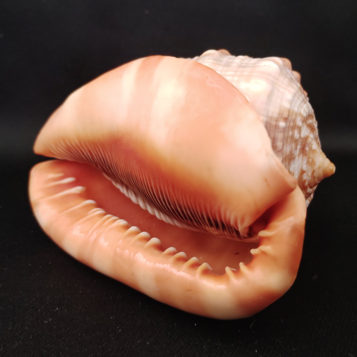 Vintage Bullmouth Helmet Shell Cypraecassis Rufa Cameo Conch Specimen 4