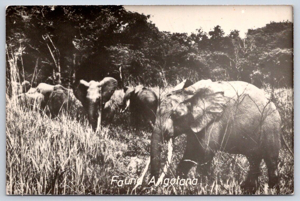 Vintage Angola Postcard LUANDA African Elephants Fauna 1958 RPPC