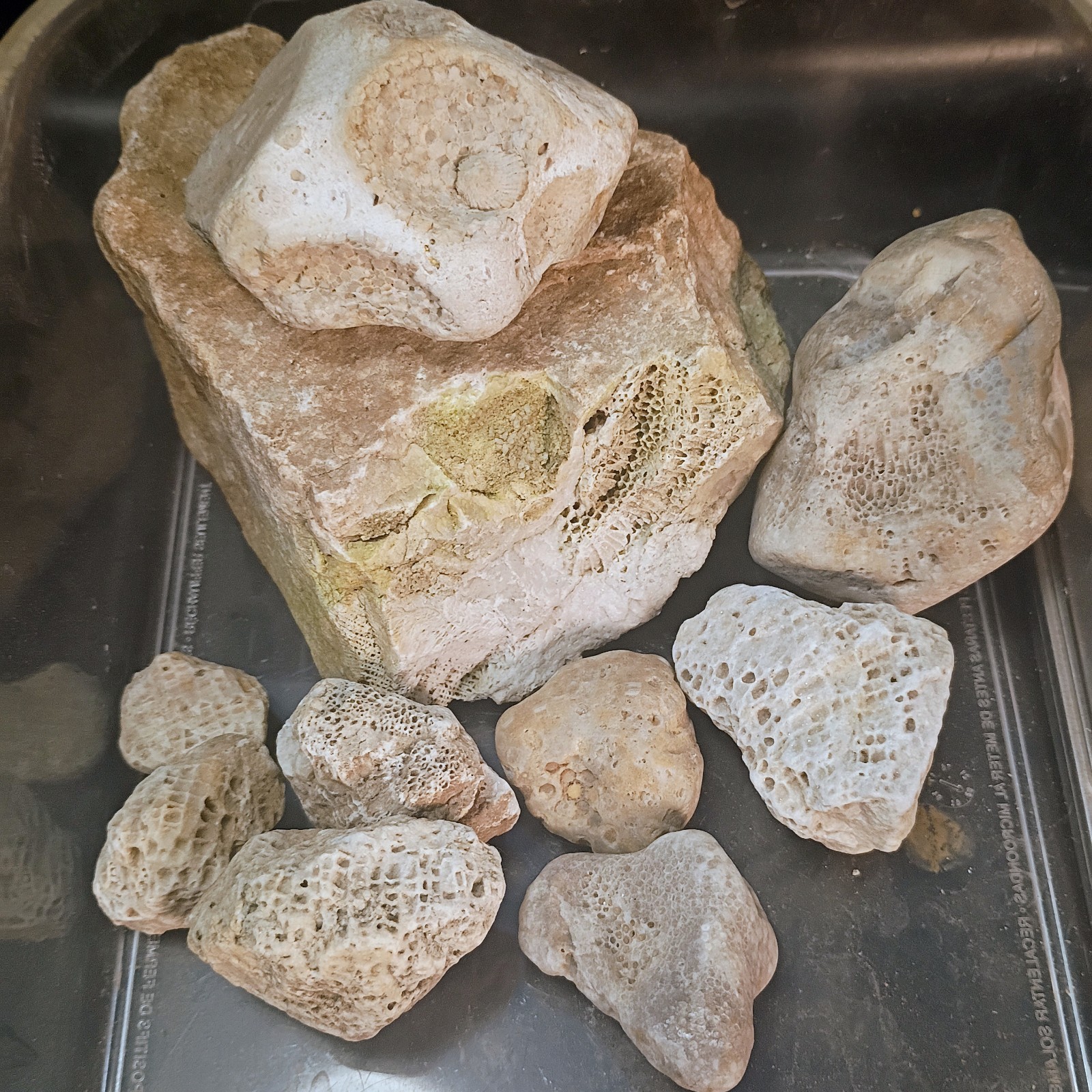 2+ LBS 10 Honeycomb Coral Fossils Favosites Collected In Sheboygan Wisconsin