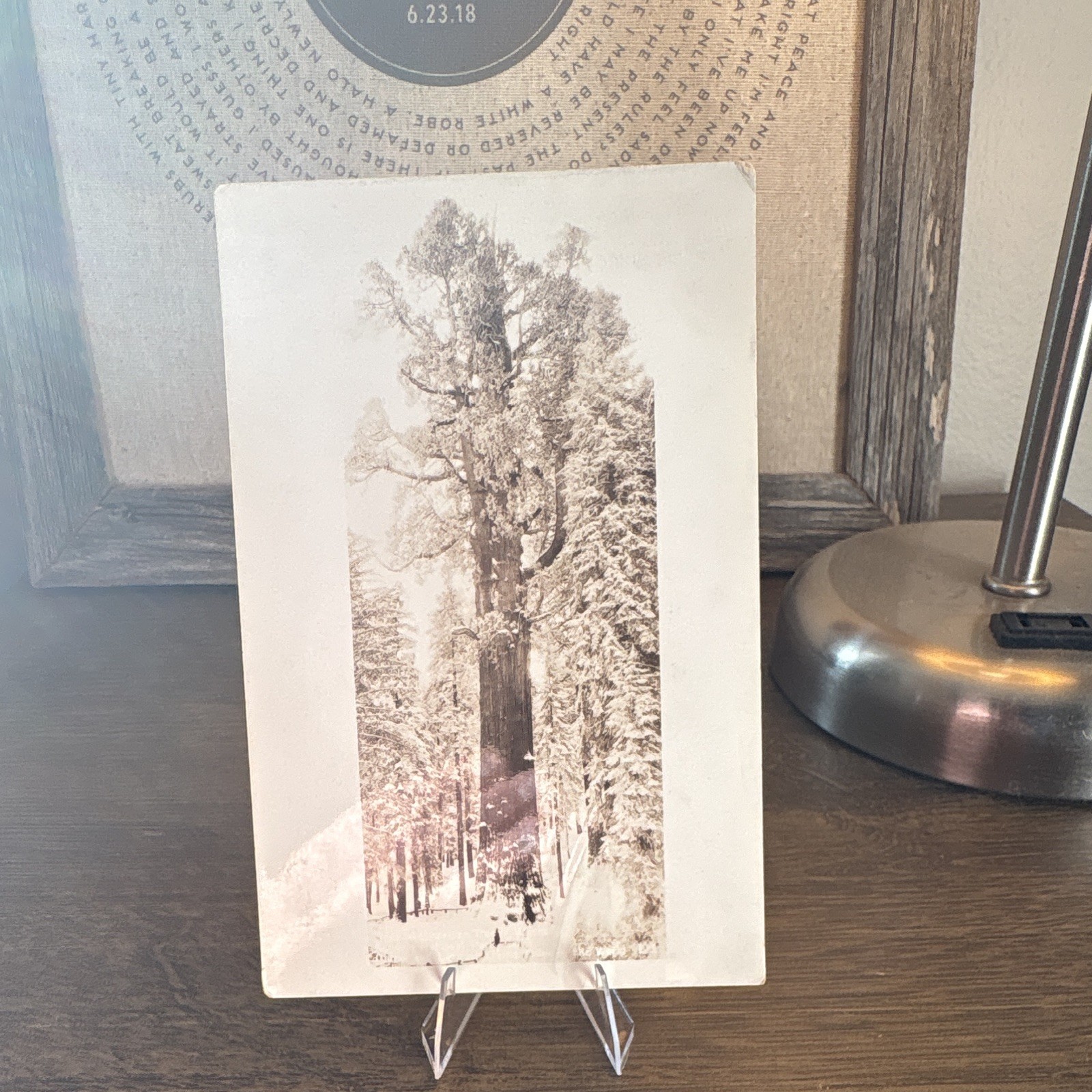 Vintage RPPC Real Photo Postcard Winter Forest Trees Divided Back Unposted Vintage RPPC Real Photo Postcard Winter Forest Trees Divided Back Unposted