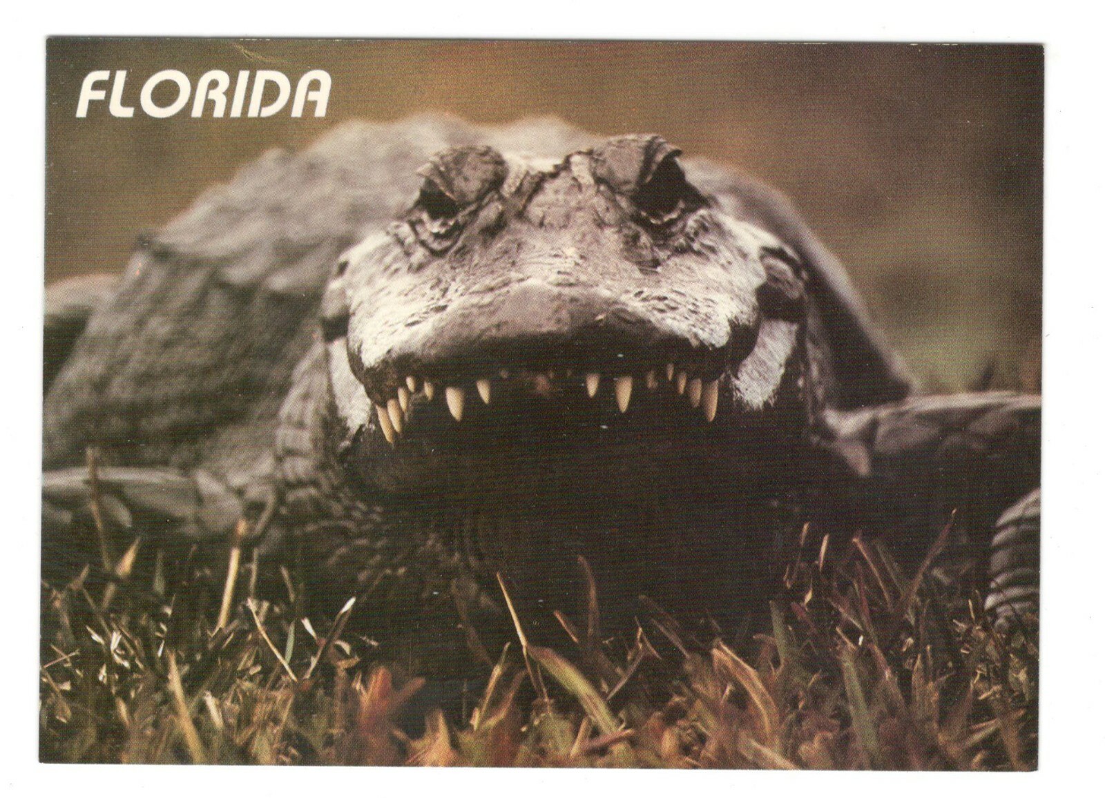 Alligator Florida Unused 4X6 Art Postcard AF16 