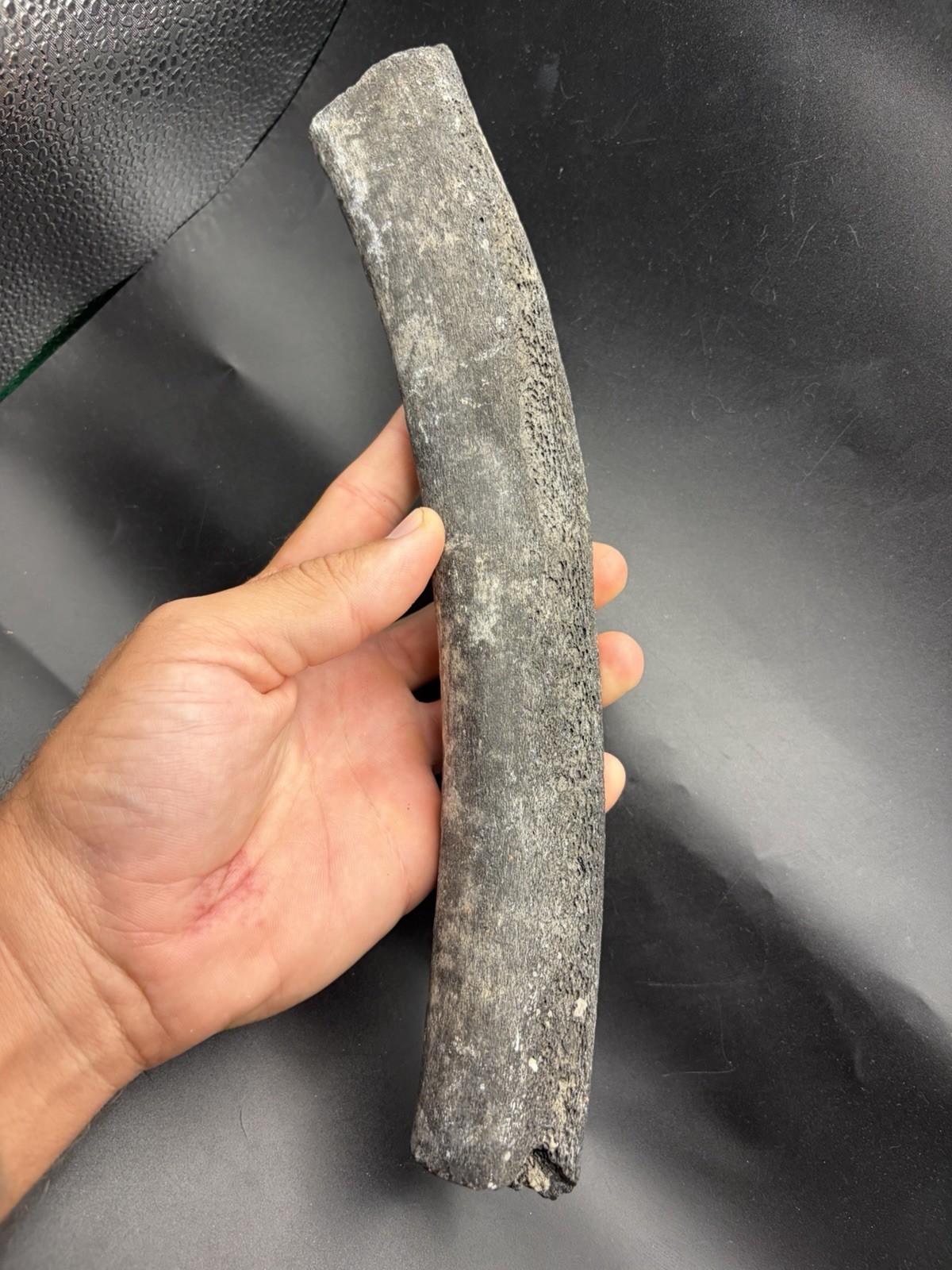 LARGE RIB BONE FOSSIL PEACE RIVER FLORIDA ICE AGE MAMMAL LARGE RIB BONE FOSSIL PEACE RIVER FLORIDA ICE AGE MAMMAL
