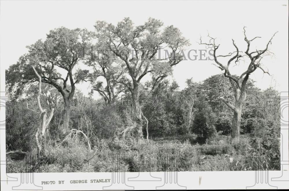 Press Photo Trees and nature - lra79546