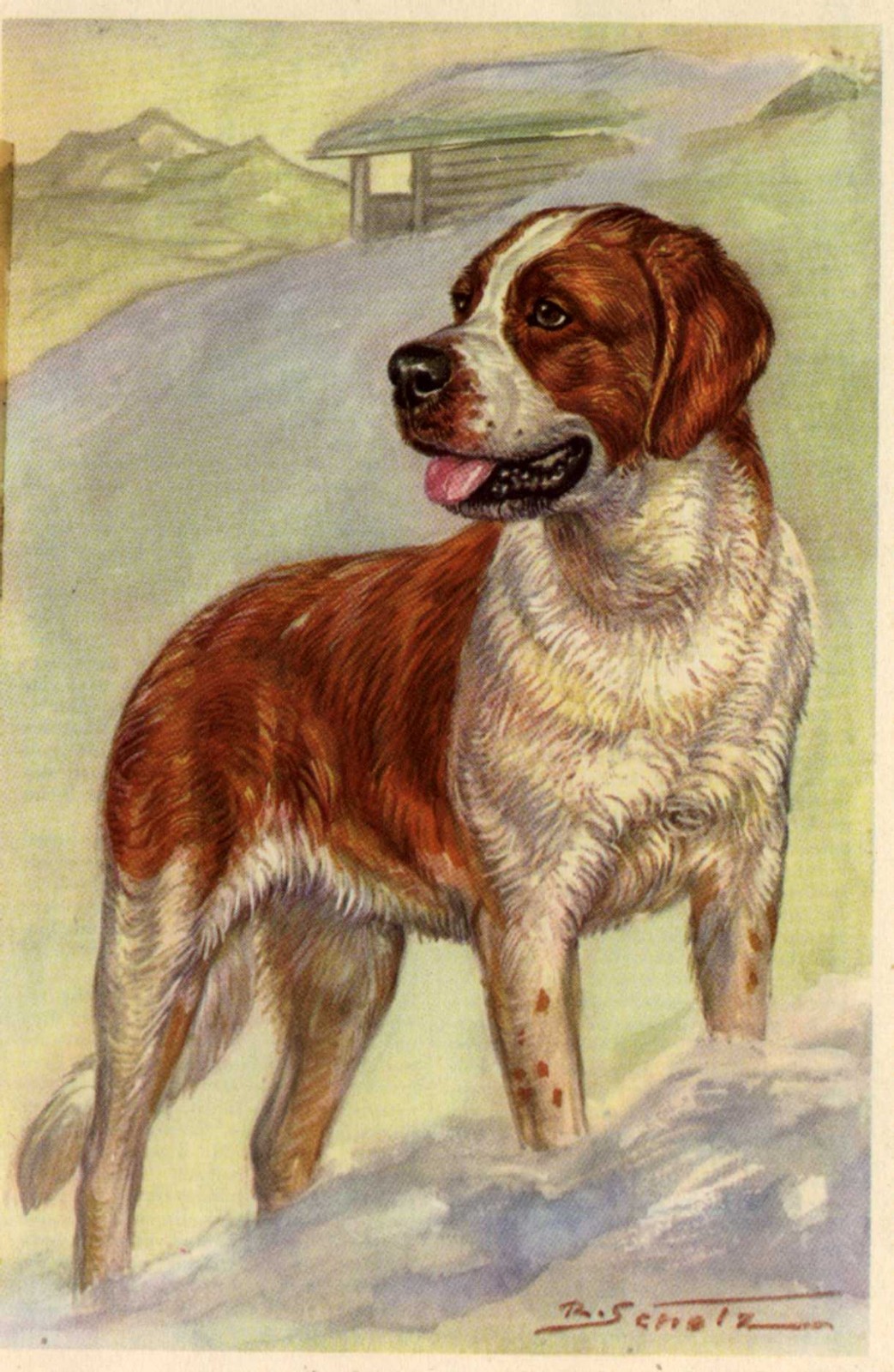 Saint Bernard - CUSTOM MATTED Small 5 x 7 - Dog Art Print - German : NEW U