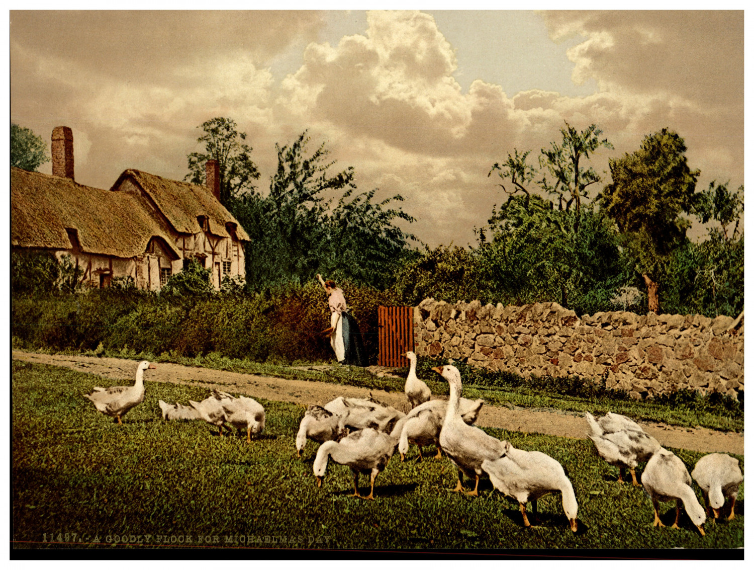 A Goodly Flock for Michaelmas.  Vintage photochrom by P.Z, Photochrom Zurich p