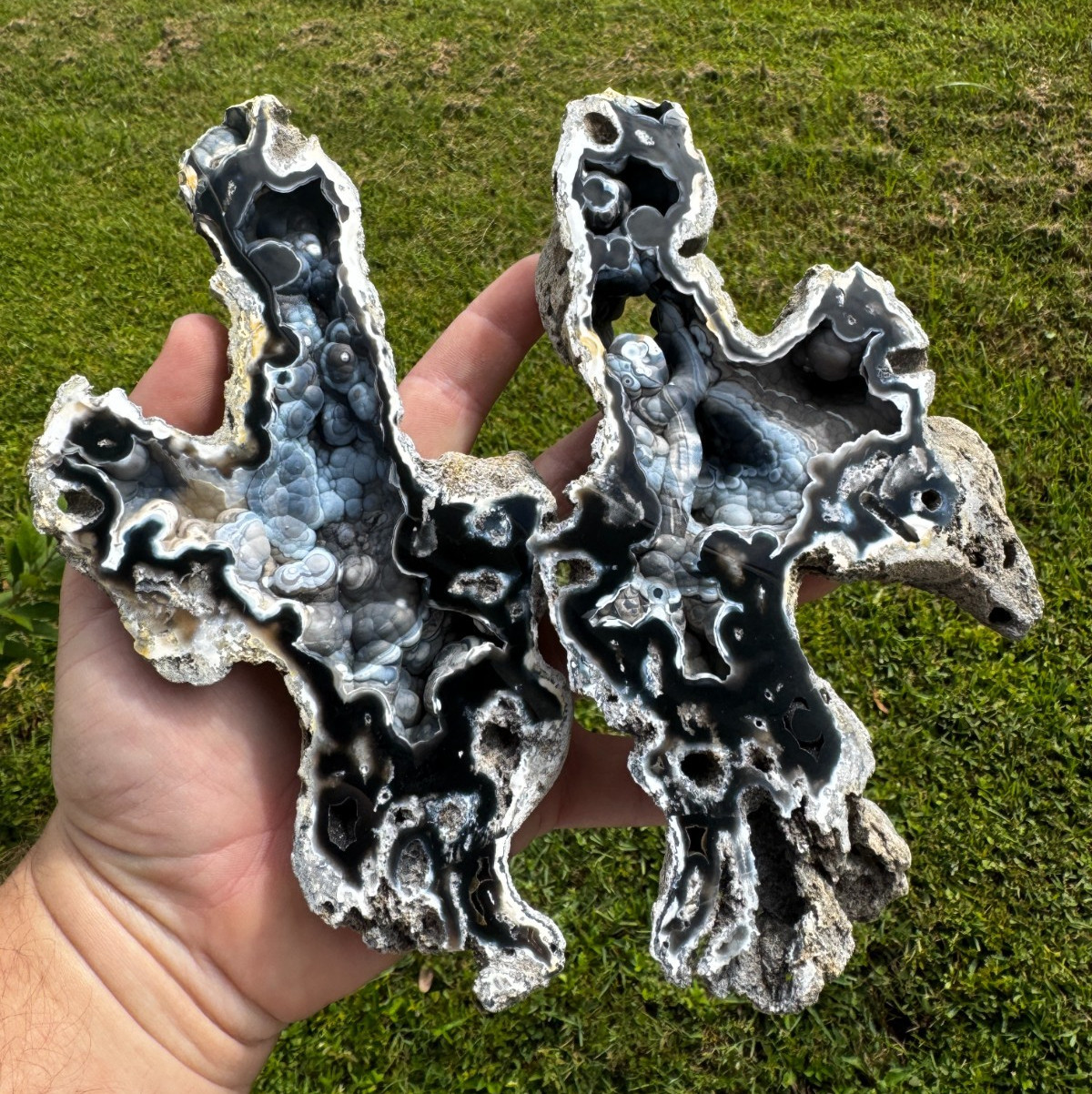 STUNNER BLACK AND BLUE BOTRYOIDAL AGATE AGATIZED CORAL TAMPA BAY STAGHORN HUGE STUNNER BLACK AND BLUE BOTRYOIDAL AGATE AGATIZED CORAL TAMPA BAY STAGHORN HUGE