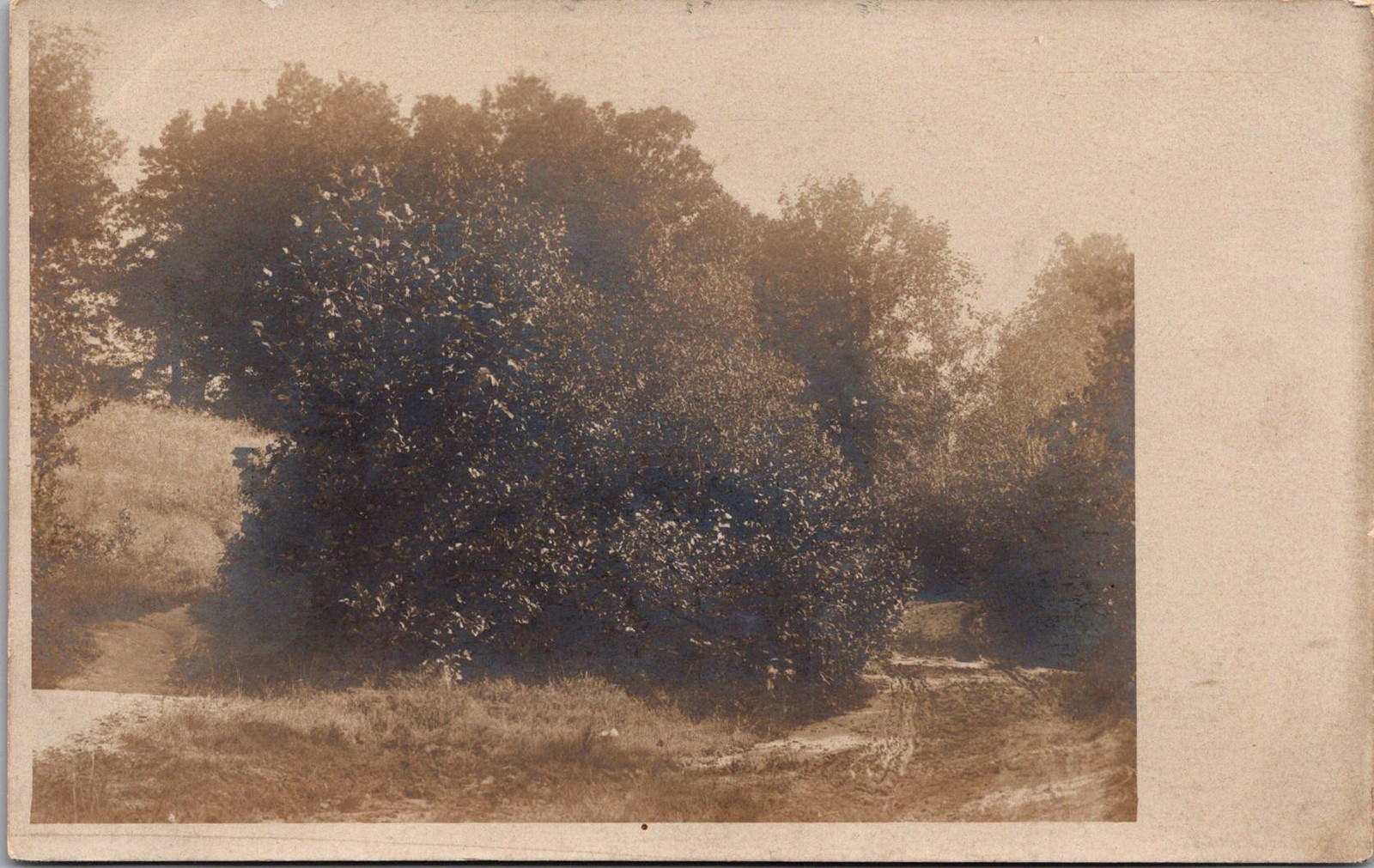RPPC Woodland Dirt Track Rural Landscape Vintage Postcard 4P24-32 RPPC Woodland Dirt Track Rural Landscape Vintage Postcard 4P24-32