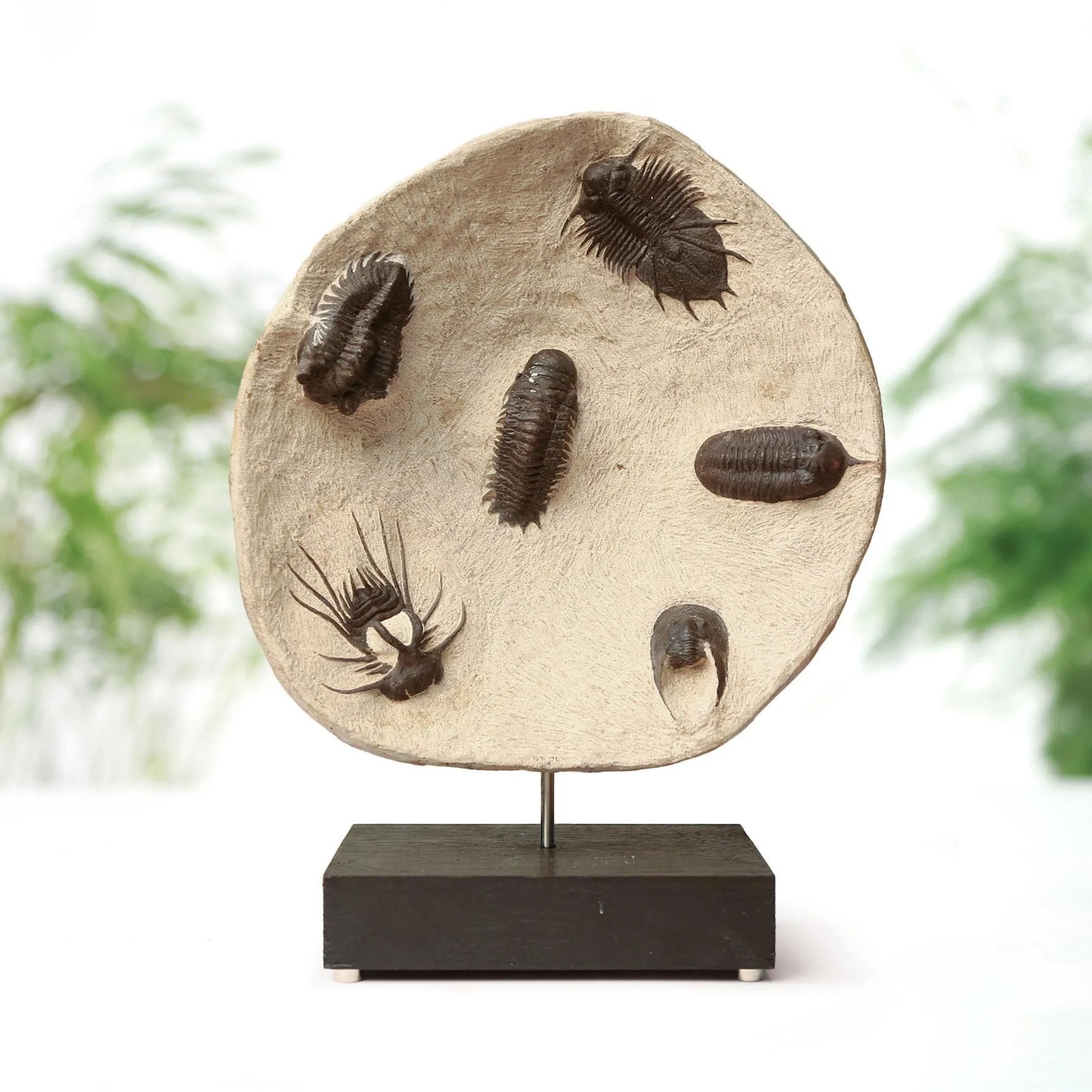 Horned & Reedops Trilobite Collection Bespoke Stand Dinosaur Fossil Home Decor