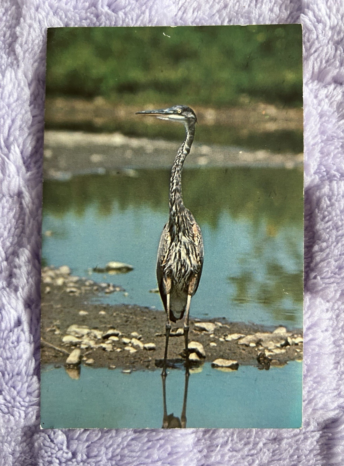 Vintage Great Blue Heron Postcard Ithaca NY Unused c. 1960 Vintage Great Blue Heron Postcard Ithaca NY Unused c. 1960