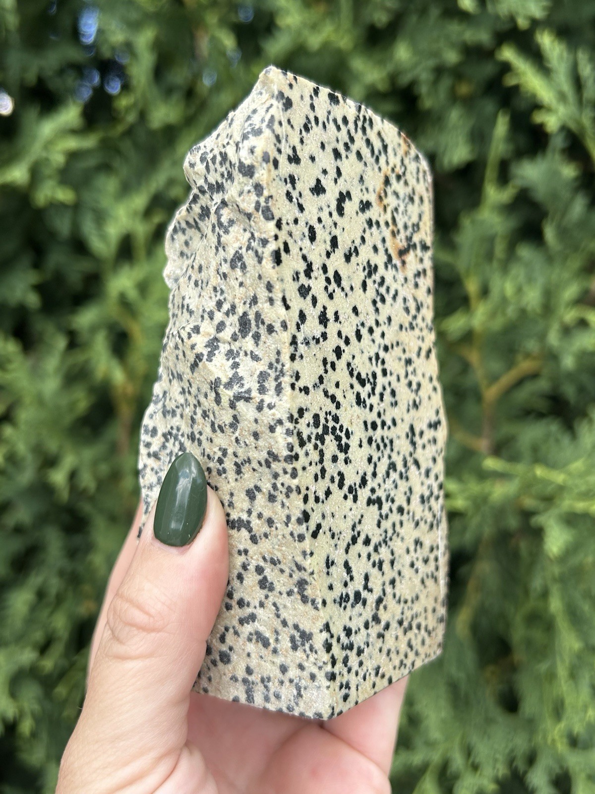 Dalmatian Jasper 6” Polished Face Rough Tower 1 lb 6 oz Natural Spotted Crystal